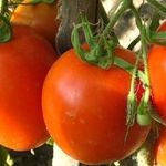 Фунгицид Заслон вносите вовремя, чтобы томаты не болели