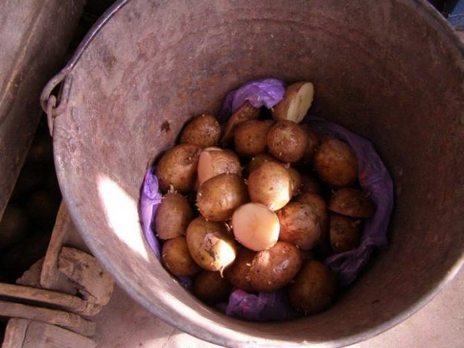 Мелкая свежая картошка