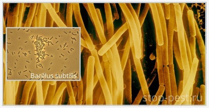 Bacillus anthracis сибирская язва