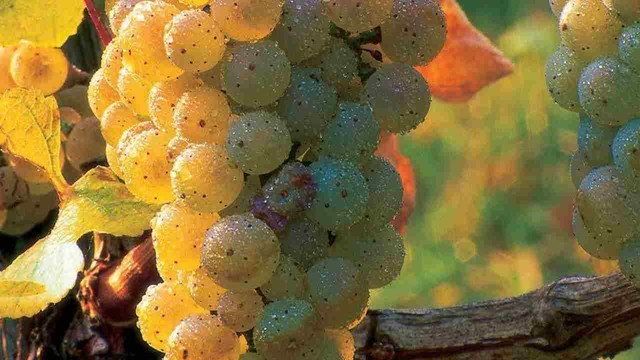 Тиовит Джет: инструкция по применению для винограда