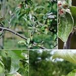 Фунгицид Топаз: как правильно применять для надежной защиты растений от болезней