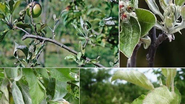 Фунгицид Топаз: как правильно применять для надежной защиты растений от болезней