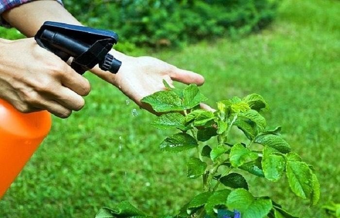 Защита растений от вредителей