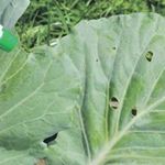Как применять гербициды после всходов капусты