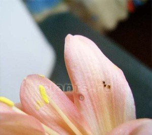Лилия розовая со светлыми тычинками