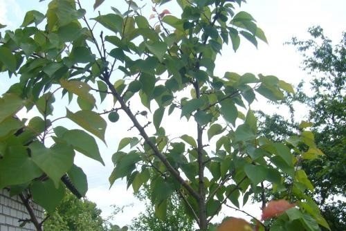 Белоруссия абрикос растет