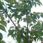 Абрикосы в беларуси посадка и уход. Уход за абрикосом и правильное выращивание дерева