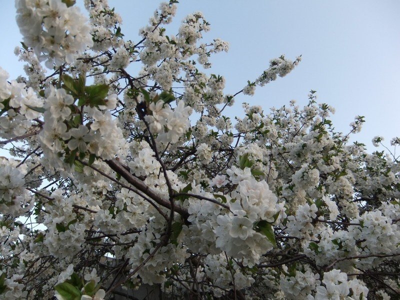 Цветущий вишневый сад
