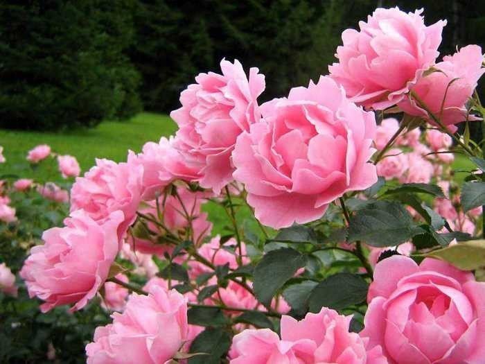 Роза садовая кустовая