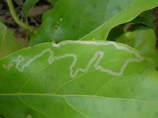 Минирующая муха на листьях