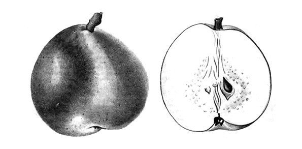 Бессемянка яблоко в разрезе