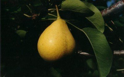 Груша сорт лимонка
