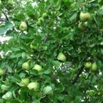 Груша Москвичка: подробное описание и характеристика плодового дерева