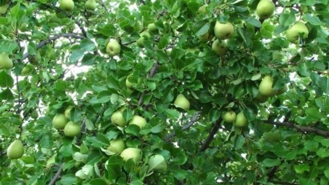 Груша Москвичка: подробное описание и характеристика плодового дерева