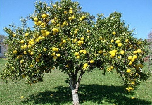 Грейпфрут дерево