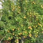 Груша Велеса: описание и особенности выращивания плодового дерева