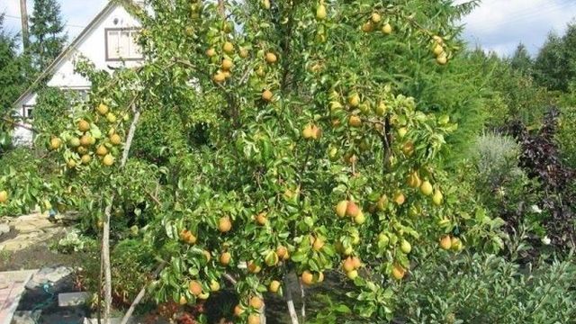 Груша Велеса: описание и особенности выращивания плодового дерева
