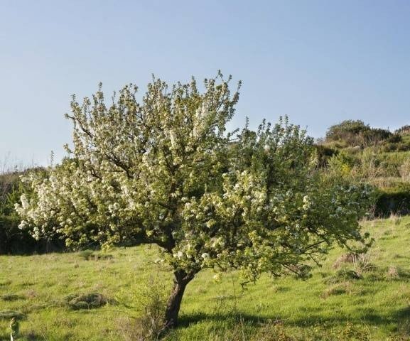 Яблоня сибирская malus baccata