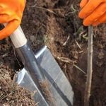 Как правильно посадить грушу летом с закрытой корневой системой