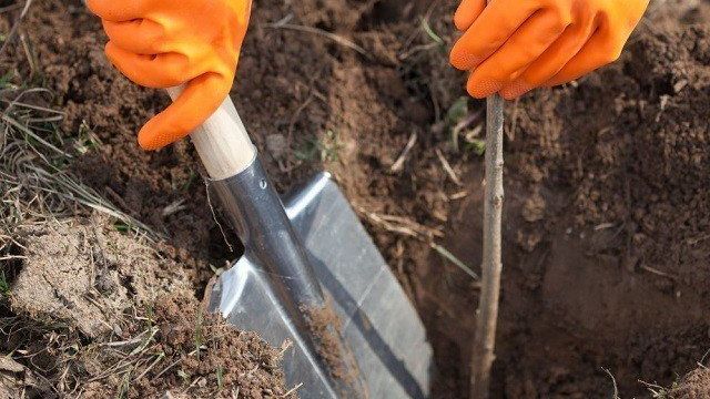Как правильно посадить грушу летом с закрытой корневой системой