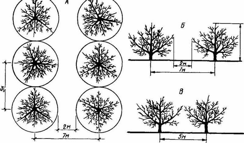 Схема посадки колоновидных яблонь расстояния меж деревьев