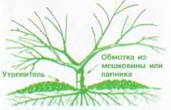 Видоизменения корней ходульные корни