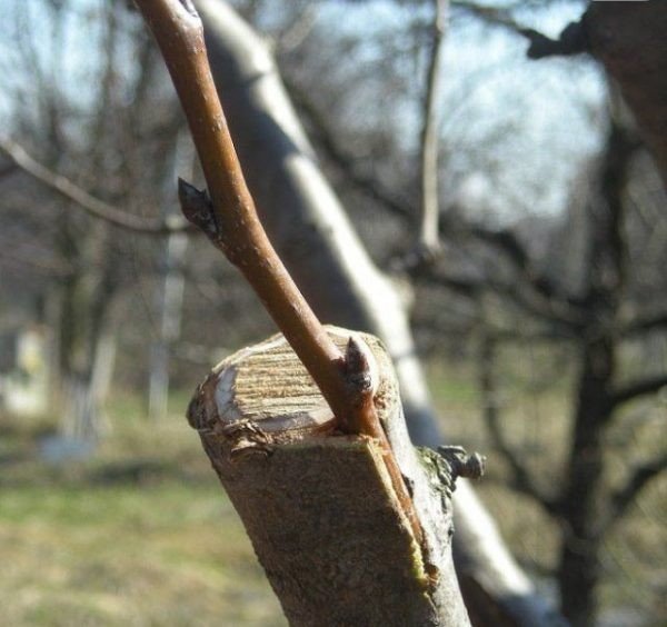 Прививка в расщеп плодовых деревьев весной