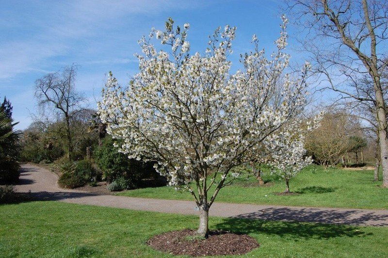 Груша дерево цветение