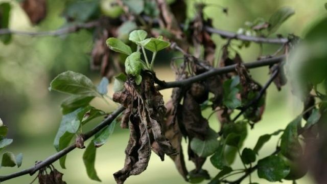 Почему чернеют листья груши – основные причины и способы лечения