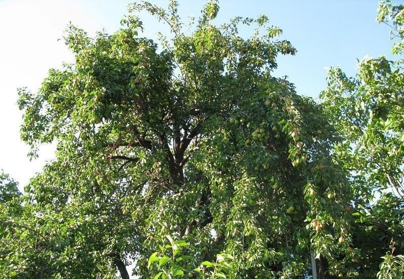 Грецкий орех дерево крона