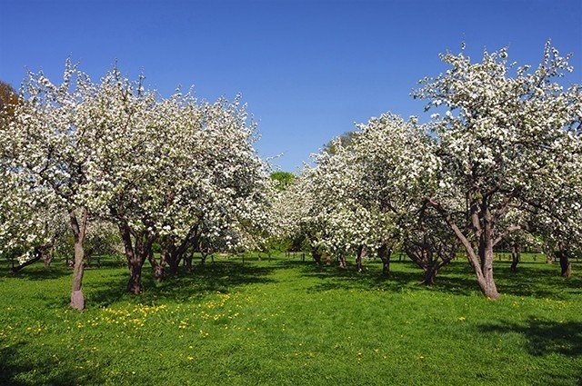 Яблоневый сад воронеж