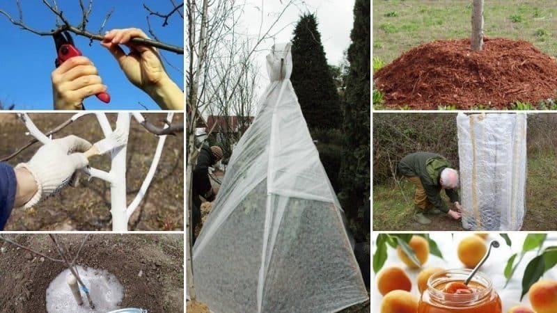 Укрытие саженцев плодовых деревьев на зиму