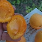 Канадский поздний сорт абрикоса Манитоба