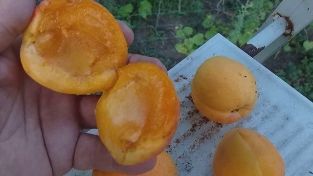 Канадский поздний сорт абрикоса Манитоба