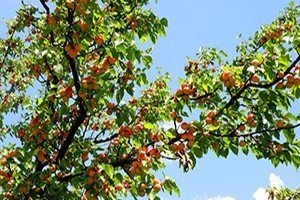 Абрикос краснощекий дерево