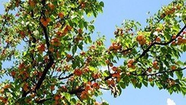 Обрезка абрикоса весной — схема и видео для начинающих