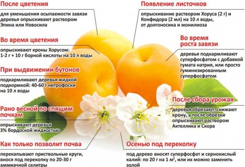 Подкормка и уход за абрикосом