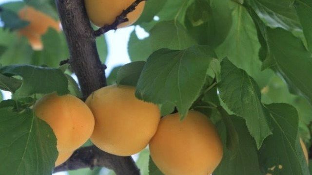 Описание и характеристика абрикоса Маньчжурский
