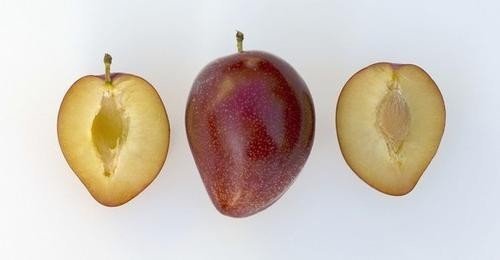 Сливово вишневый гибрид