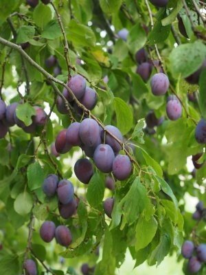 Prunus domestica слива домашняя