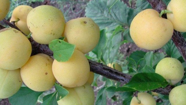 Слива Золотой шар: описание и характеристика сорта, агротехника выращивания и уход, фото