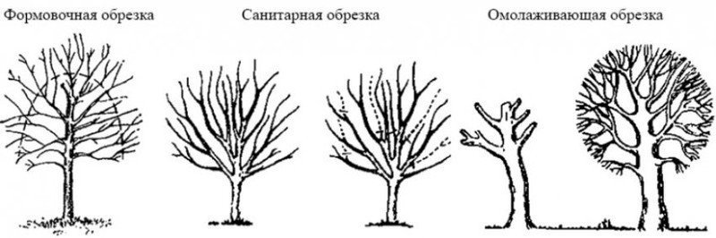 Схема санитарной обрезки деревьев