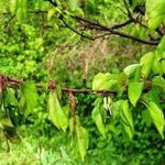 Особенности выращивания сливы Персиковой