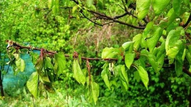 Особенности выращивания сливы Персиковой