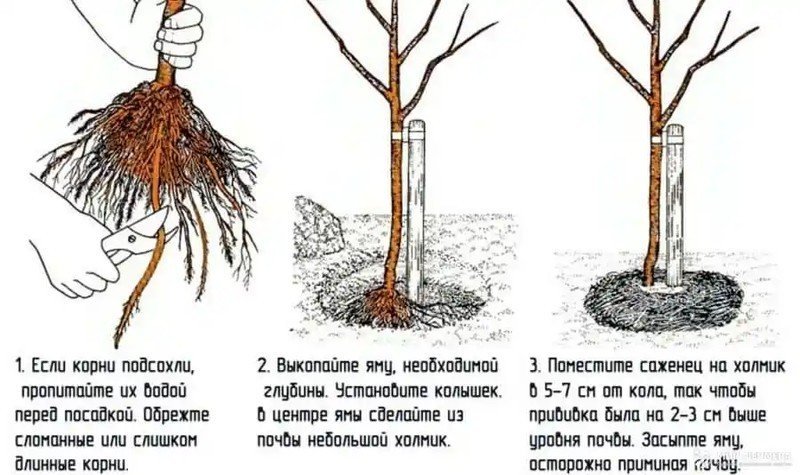 Обрезка корней саженцев перед посадкой