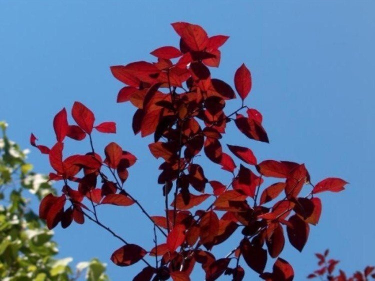 Барбарис деревья с красными листьями