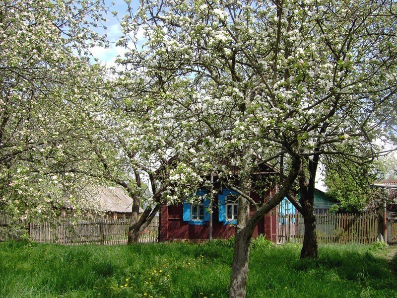 Цветущий яблоневый сад деревня