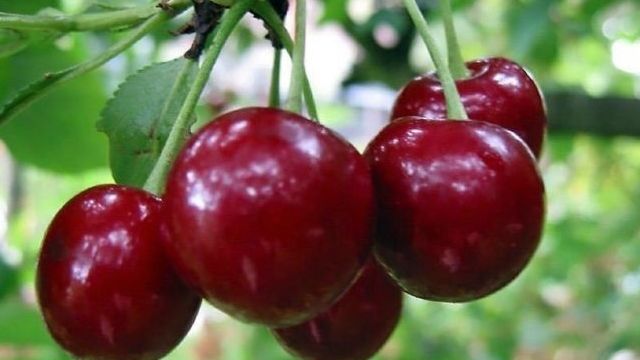 Описание и характеристики вишни сорта Малиновка, лучшие регионы для выращивания