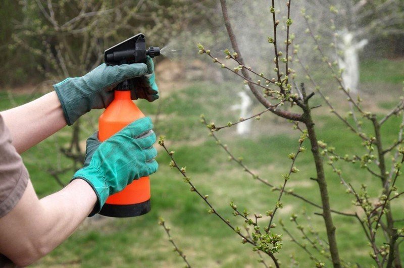 Чем опрыскивать деревья весной