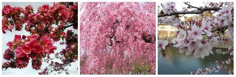 Японское дерево сакура